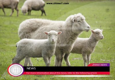 صادرات گوشت بره رومانی